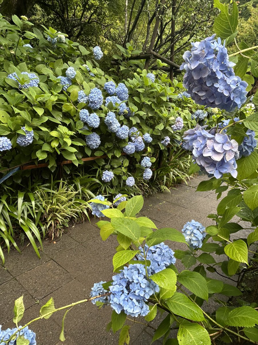 giggle_no2's tweet photo. 雨の日の明月院はとても素敵なんですよ͛.*🍃💠 𓂃𓈒𓏸︎︎︎︎⁡ ͛.*🍃💠 𓂃𓈒𓏸︎︎︎︎⁡ ͛.*🍃💠 𓂃𓈒𓏸︎︎︎︎⁡

#鎌倉
#明月院
#紫陽花
#明月院ブルー
#MeigetsuinTemple
#hydrangea 
#kamakura
#japan https://t.co/DIPFUTi80c
