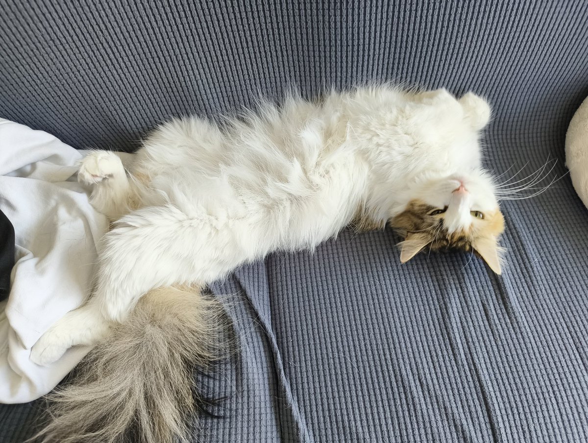 hamaguri_na's tweet photo. ごろりん
 #ノルウェージャンフォレストキャット
 #猫のいる暮らし
 #猫好きな人と繋がりたい https://t.co/OM1fRHiywJ