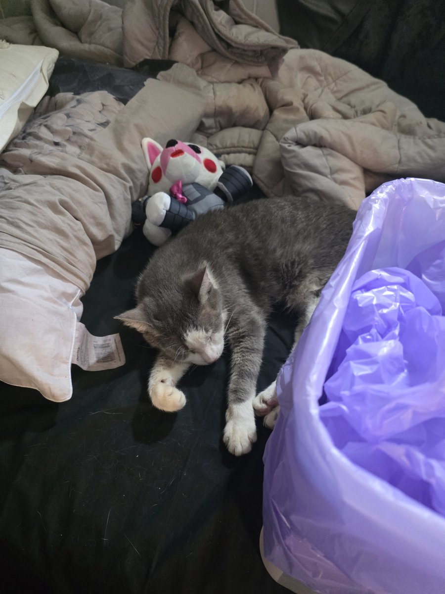 SpiderMaree's tweet photo. @MataraKan The happiest cat to ever cat 💜 https://t.co/qE32roQUcD