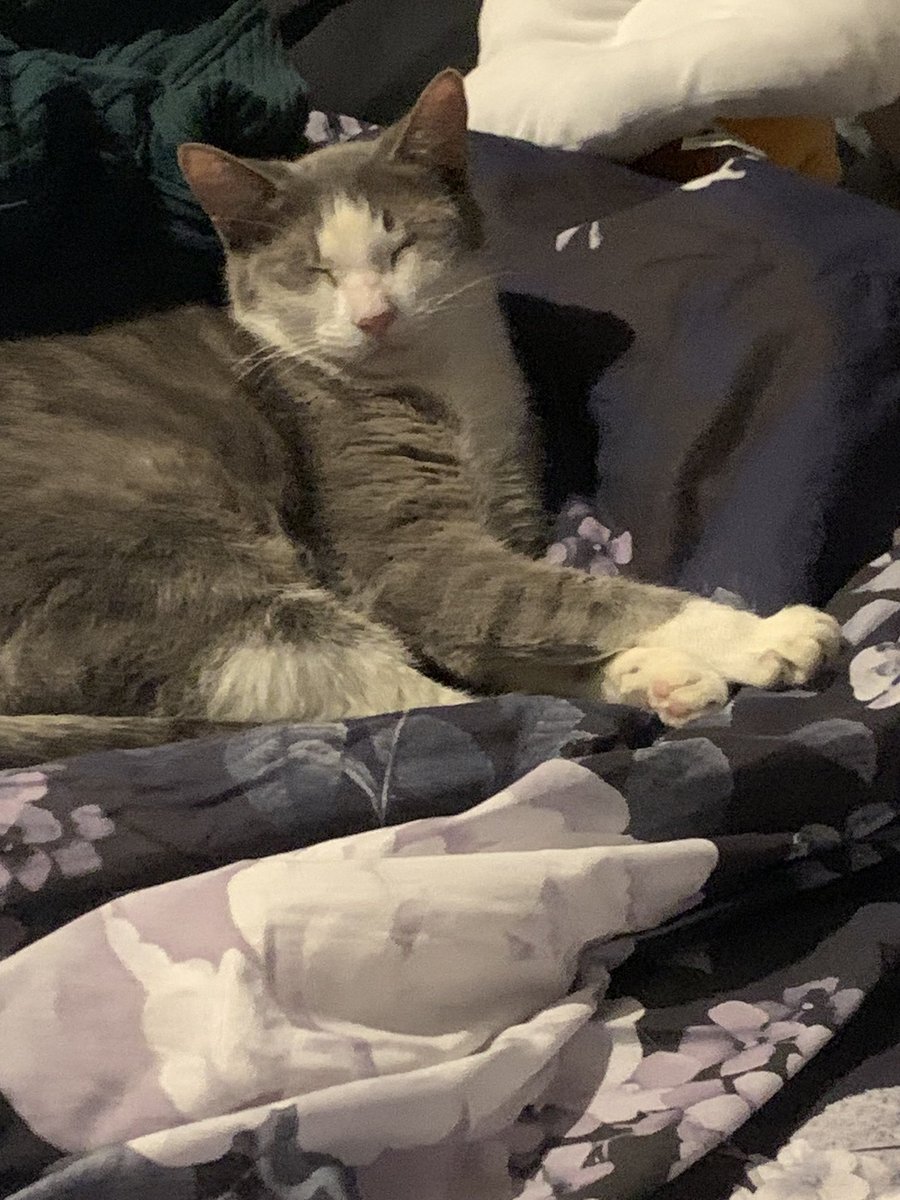 SpiderMaree's tweet photo. @MataraKan The happiest cat to ever cat 💜 https://t.co/qE32roQUcD