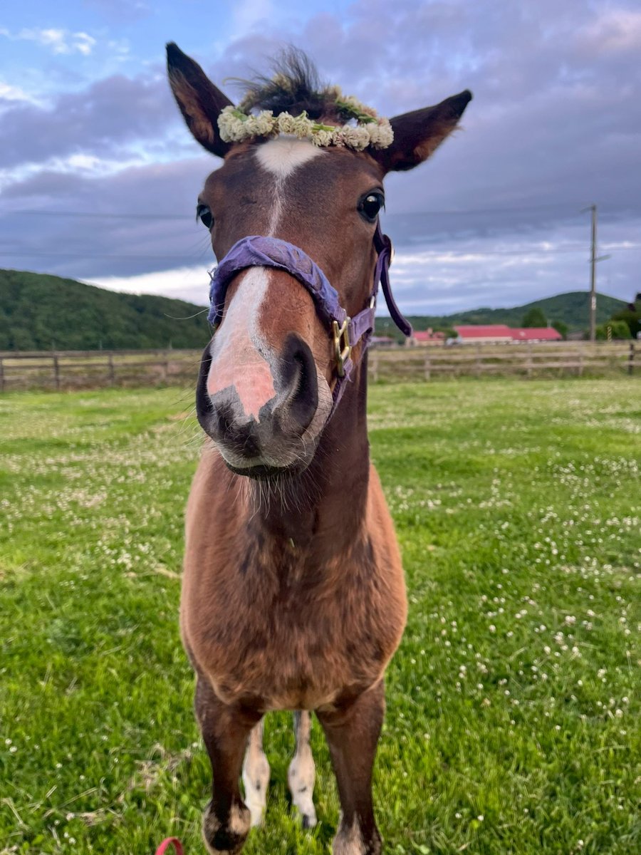 tominafarm's tweet photo. シロツメクサの花かんむり、あまりお気に召さないご様子😅 https://t.co/7qRqEVFF0q