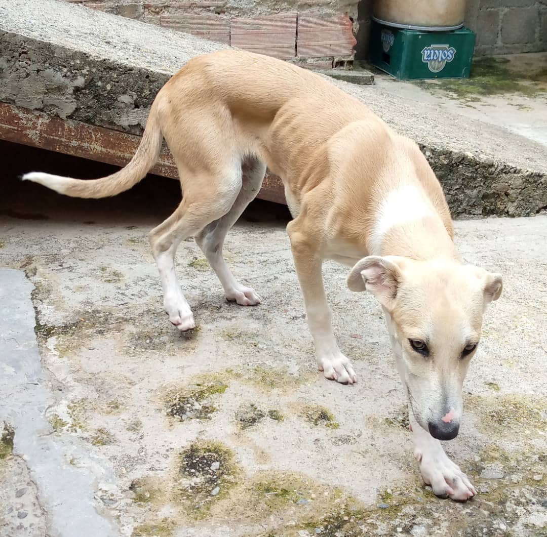 apoyocanino's tweet photo. Esta joven perrita se encuentra en Los Teques y requiere apoyo para ganar de peso y luego ser esterilizada. 
Puedes hacer cualquier aporte a nuestro pago móvil:
0414-1162988 Rif: J-29458441-1 /Banesco https://t.co/biqVnbYnIq