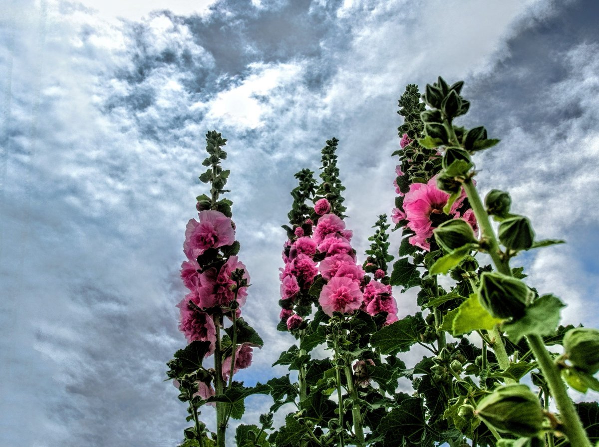 NNS_CATV's tweet photo. 梅雨明けを予想
ここのところ街でよく見かける #タチアオイの花。茎の下から順に花が咲き、てっぺんまで咲くと梅雨が明けて夏が来るとの言い伝えがあります。観察を続けてみたいと思います。（ken）
＃NNS　
＃日本ネットワークサービス https://t.co/kpewOeVfEb