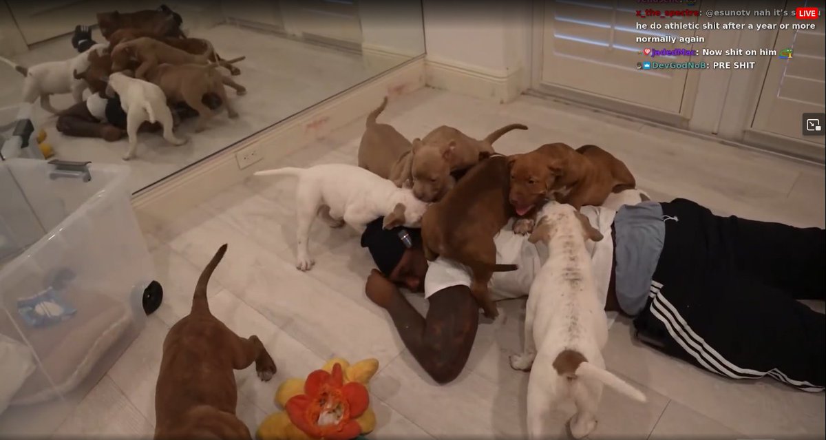 _xdreamscape's tweet photo. all this dog talk makes me miss when they were babies 🥲 https://t.co/KtquaxW0tF