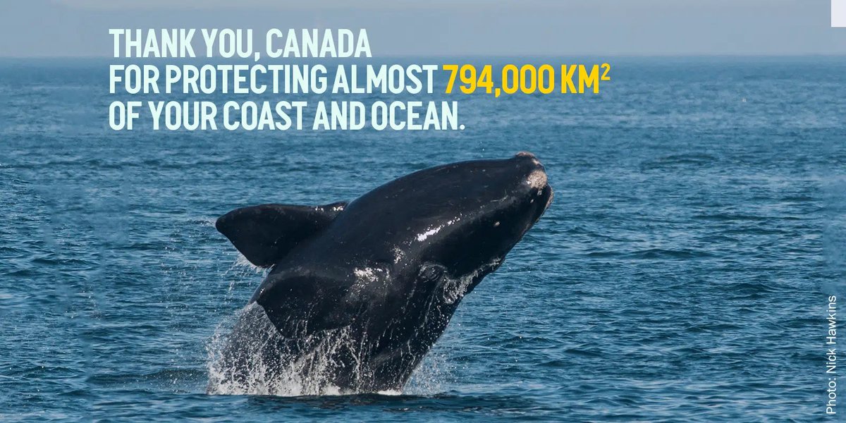 cosmicfirepeace's tweet photo. #CPAWS congratulates the 🇨🇦#Canadian federal govt, and all its partners, in successfully meeting its commitment to protect 10% of #Canada’s ocean territory.
“This is a major step forward in protecting Canada’s unique biodiversity, a goal that scientists say will require protecting at least 30% of wild ocean spaces by 2030 and one that recent polling shows that 90% of Canadians support,” added Ronson. “A target of 30% ocean #protection by 2030 is not only achievable but already nearly half completed.” https://t.co/zqLHUUehLg