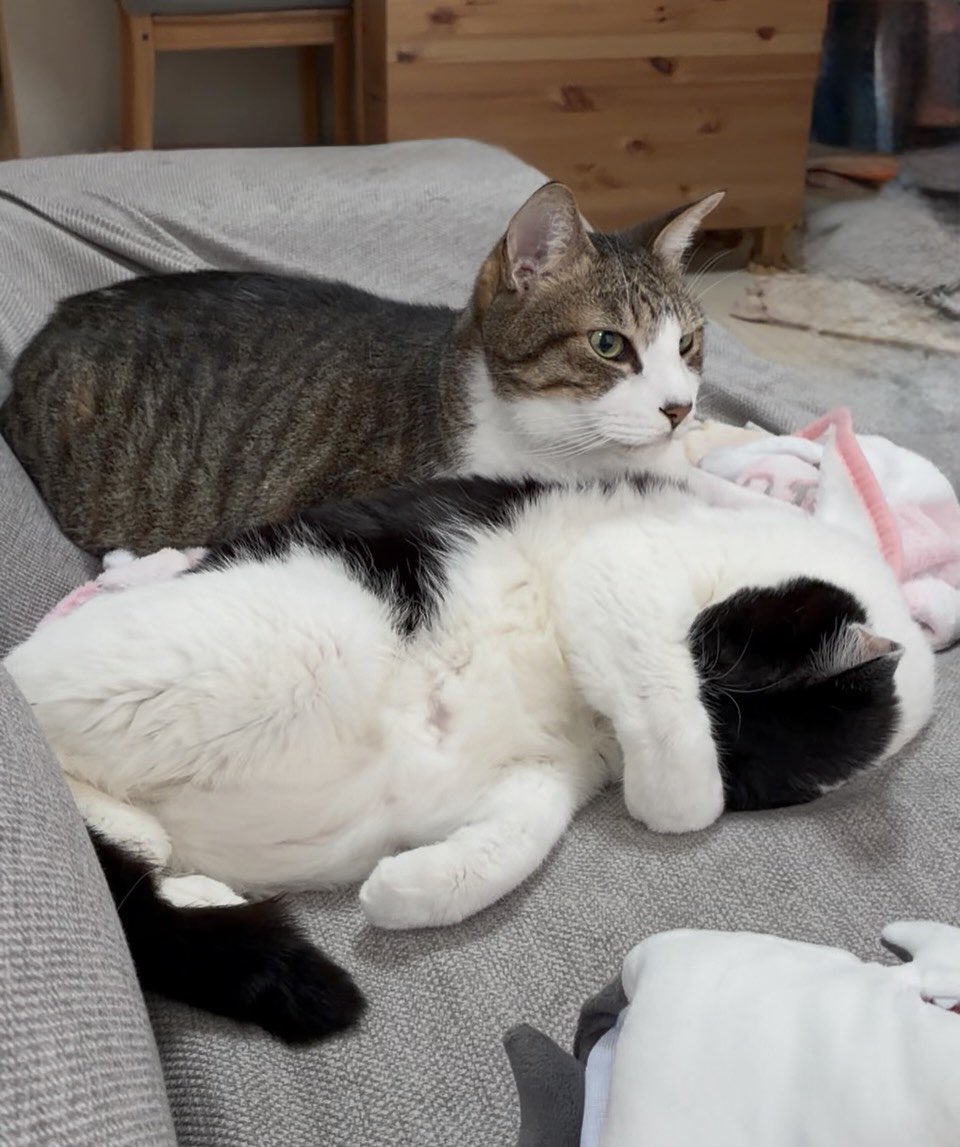 cotato78's tweet photo. おはようございます。
寝起き顔ひどくて隠して失礼します。

#猫のいる暮らし #猫好きさんと繋がりたい https://t.co/i6ZORvQeuf
