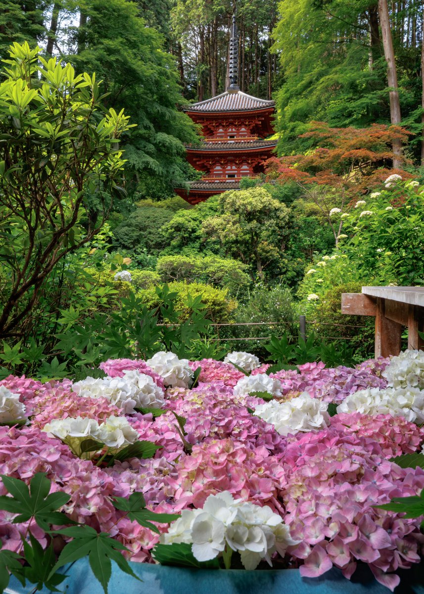 gansenji_temple's tweet photo. 紫陽花が順調に色づいて来ております✨

【お知らせ】

紫陽花の開花状況 : 7分咲き

紫陽花シーズンにおける注意事項をHPにて掲載しておりますのでご確認ください🙏
※今回からシーズン中のカメラスタンドの使用は禁止です

＃岩船寺
＃gansenji https://t.co/5OB3kvf84Z