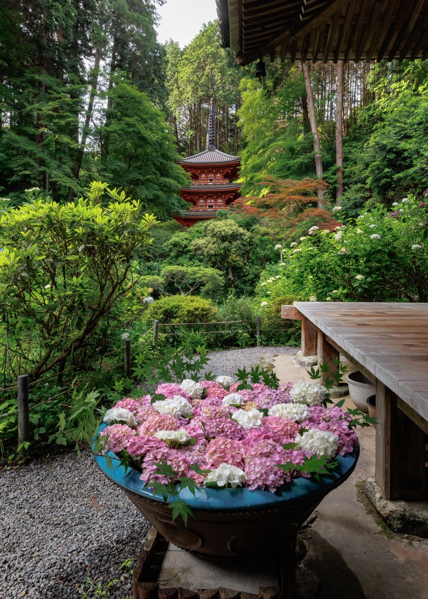 gansenji_temple's tweet photo. 紫陽花が順調に色づいて来ております✨

【お知らせ】

紫陽花の開花状況 : 7分咲き

紫陽花シーズンにおける注意事項をHPにて掲載しておりますのでご確認ください🙏
※今回からシーズン中のカメラスタンドの使用は禁止です

＃岩船寺
＃gansenji https://t.co/5OB3kvf84Z