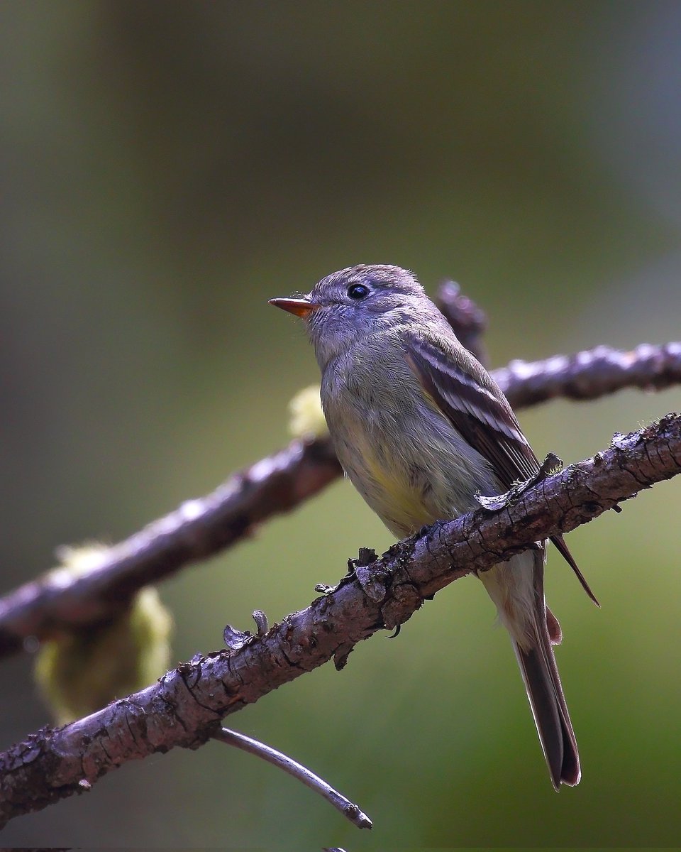 himanshuguptapr's tweet photo. #Bird ID: Hammond's #Flycatcher 

#Canon Gears
#BirdsSeenIn2026 #birdwatching #birdphotography #wildlifephotography  #canonphotography #TwitterNatureCommunity #nature #photographyoftheday #birdtonic  #birds #Yellowstone
@natgeowild #wildlife #wild #BirdsOfTwitter #wyoming https://t.co/kN5bLgv9Oh