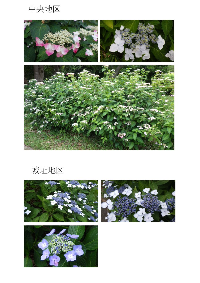 ParksAkatsuka's tweet photo. 【開花情報】

アジサイが見頃の季節となりました。

各地のアジサイをまとめてみました。
まずは中央地区、城址地区、大門地区

#赤塚公園　#アジサイ https://t.co/6iZc5HKU7h