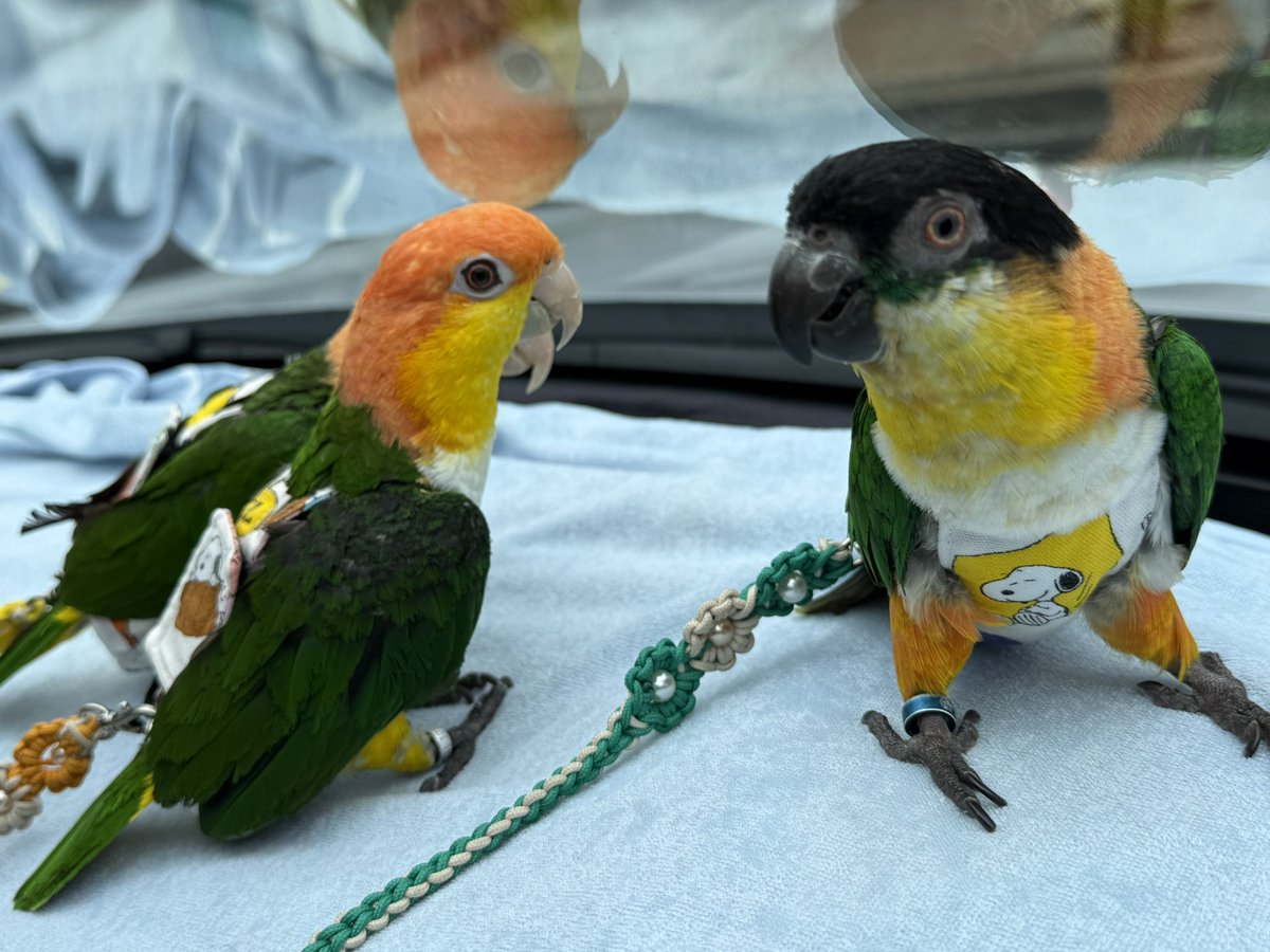 marumarucha's tweet photo. 今日は病院🏥DAY

カイくん、３日ほど前から時々お鼻ブシュブシュするので診ていただきます🥺
オレンジ頭達は付き添い…ではなくて、ついでにクチバシメンテ https://t.co/Q2TiOYR3SK