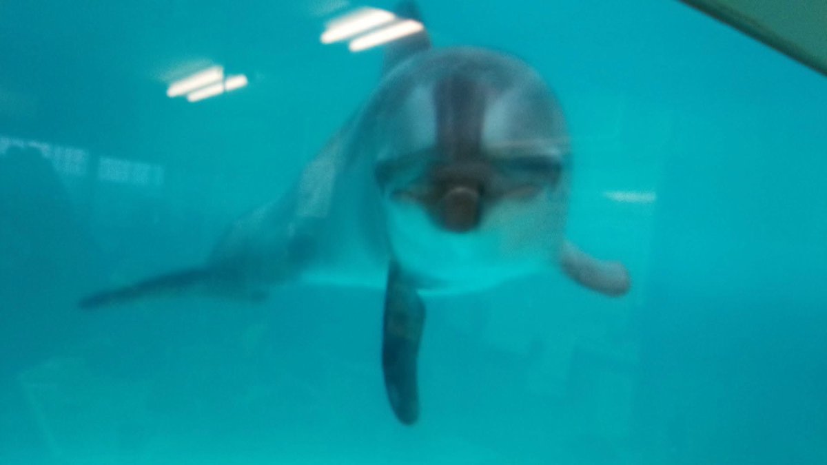 b_fto_a's tweet photo. 君のこと忘れてないよ🐬 https://t.co/AKUHib6j4Z