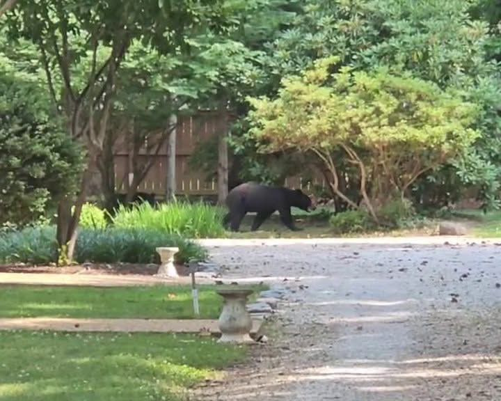 producernathan_'s tweet photo. Look at this! 🐻 

A black bear was spotted roaming through backyards in the Salisbury neighborhood in Chesterfield County over the weekend.  @12OnYourSide 

📸 Arissa and Duane Mueller

📲 https://t.co/hhJmlRCW9K https://t.co/wstpN6Mk8M