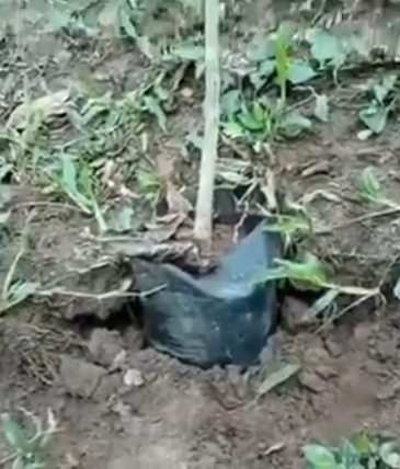 Cinco_Zavala's tweet photo. No puede quitarle una bolsita a un arbolito pero si le podía hacer favores a un pandillero asesino 🙄 https://t.co/h8lqNF5jof