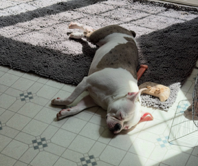 NYUDocs's tweet photo. Wake up you dogs for Pets and Your Health at 6amET! @fadamsmd talks #summer #dogsafety w/ @carolonpets, #sheltercatadoption w/Dr. Biana Tamimi @NYCACC &amp; @DrErnieWard is the #VetonCall 877-698-3627 Listen here: https://t.co/vuGRUcZZvE https://t.co/1JLP3b73ED