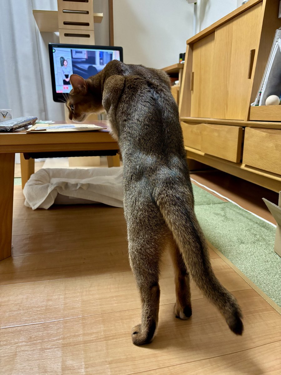 shink75's tweet photo. なぜかこの後ろ姿にエヴァンゲリオン思い出した。 https://t.co/hIrrHpoz7H