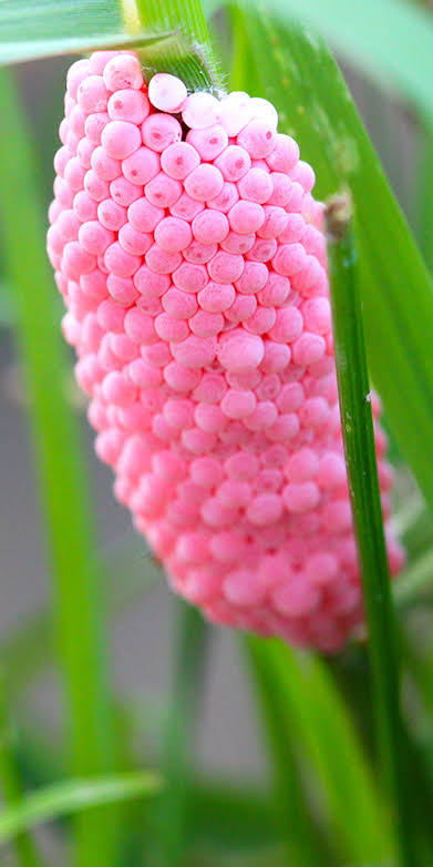Leseerlaubnis's tweet photo. Neue invasive Tierart #Apfelschnecke
1/2

Vorsicht beim Entfernen der Eier, die an Gartenpflanzen auftauchen können. Die Eier enthalten Gifte und man soll Handschuhe tragen, wenn man die Eier entfernt und  zerstört.  

Die Eiablage soll man fotografieren und den Pflanzenschutzdienst informieren: 

https://t.co/suhXblvc6I