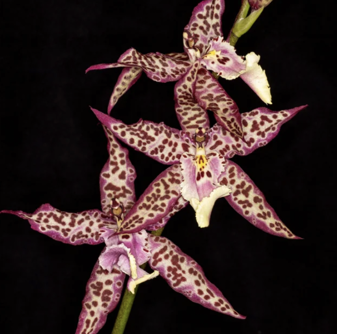 brooksideorchid's tweet photo. Aliceara Memoria Donald Yamada 4" IN SPIKE NOW!!

#brooksideorchids #orchids https://t.co/9oyzLNJIof
