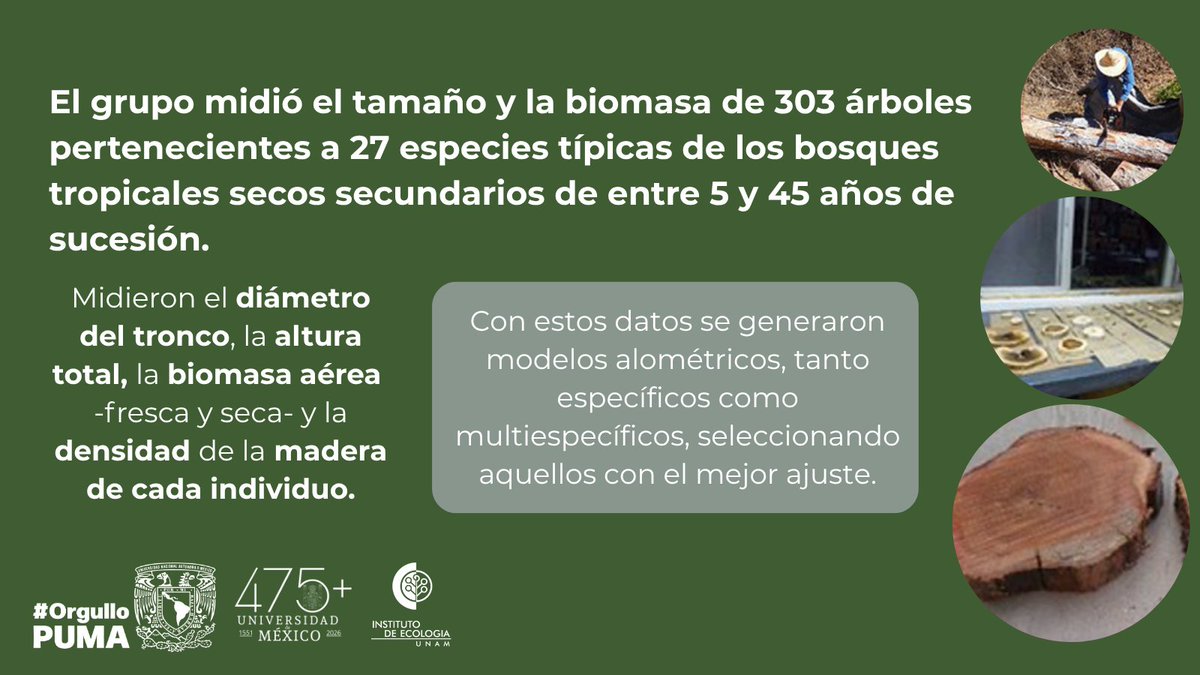 IEcologiaUNAM's tweet photo. 🟢 Te compartimos el resumen de un trabajo de investigación realizado por la Dra. Angelina Martínez Yrízar, de nuestro Instituto.
👉 Aquí puedes revisar el artículo científico: https://t.co/zrbG7tSpMN https://t.co/Z6rhZhLBFc