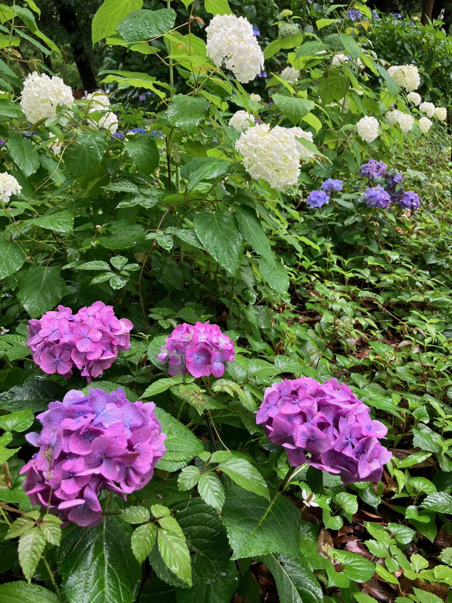 college10's tweet photo. おはようございます☔
梅雨🐌雨のしたたる日比谷公園です
ユリ・ザクロ・アジサイが雨に濡れた姿も美しい✨

本日もみどりの図書館開館しました📚
東京庭園ライブラリー「浜離宮恩賜庭園　蘇る、将軍の愛した庭」好評販売中です
雨の日の読書にいかがですか？
https://t.co/TIXbaRYw0S https://t.co/Dz4kUsjnQV