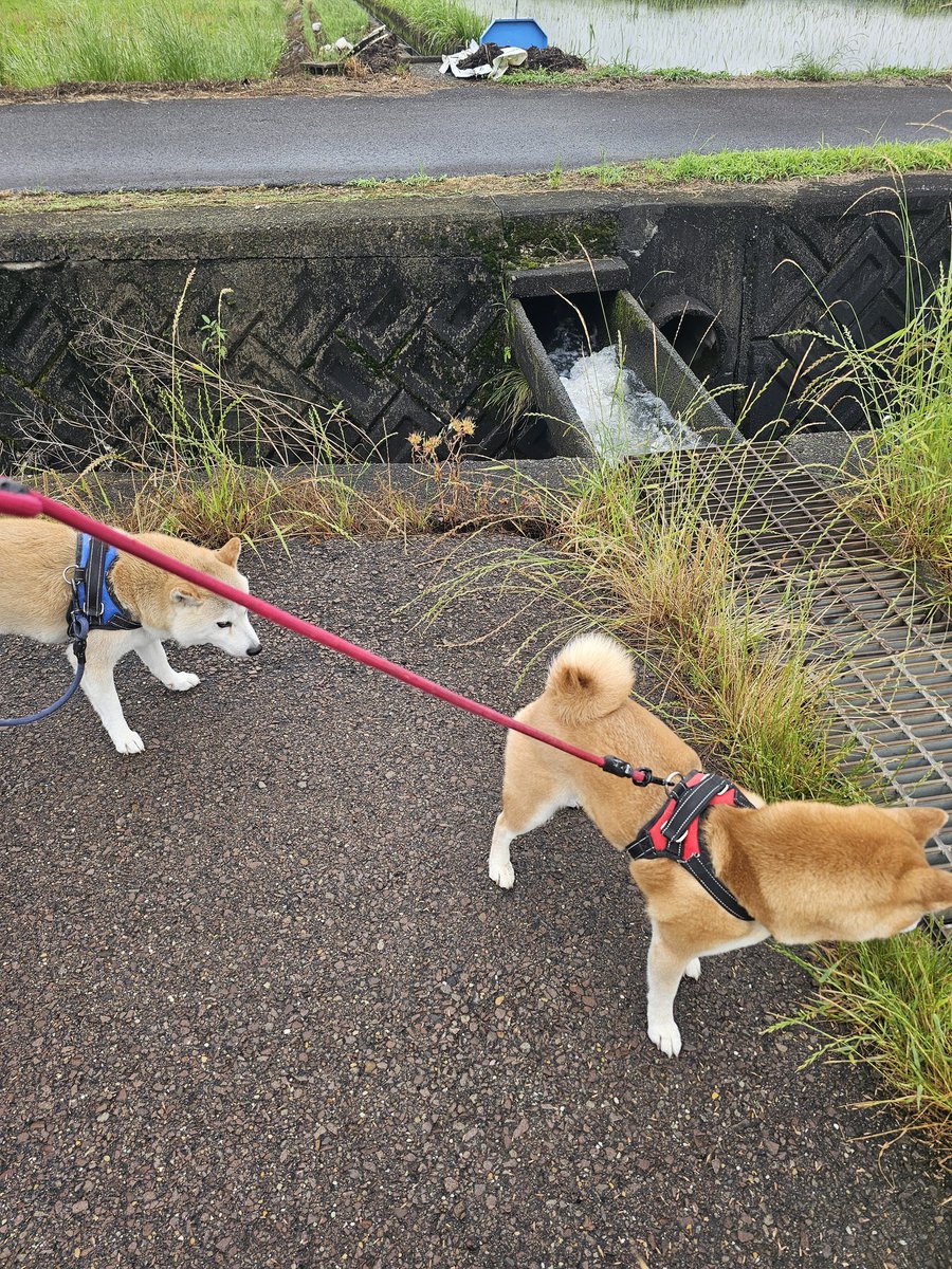 samson0115's tweet photo. #柴犬夫婦の朝んぽ　#強い勢いの水田用水路
🐕‍🦺カイ君❗昨日の雨☔で、えらい勢いやなぁ～🎵
🦮きなこちゃん❗僕は水と、下が見えるグレーチングは怖いんゃ〰️❗💢 https://t.co/93BZeY3p5S