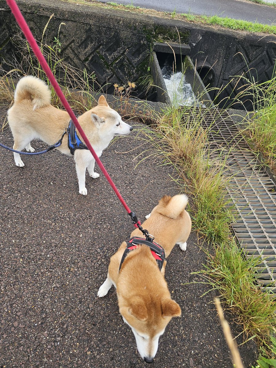 samson0115's tweet photo. #柴犬夫婦の朝んぽ　#強い勢いの水田用水路
🐕‍🦺カイ君❗昨日の雨☔で、えらい勢いやなぁ～🎵
🦮きなこちゃん❗僕は水と、下が見えるグレーチングは怖いんゃ〰️❗💢 https://t.co/93BZeY3p5S