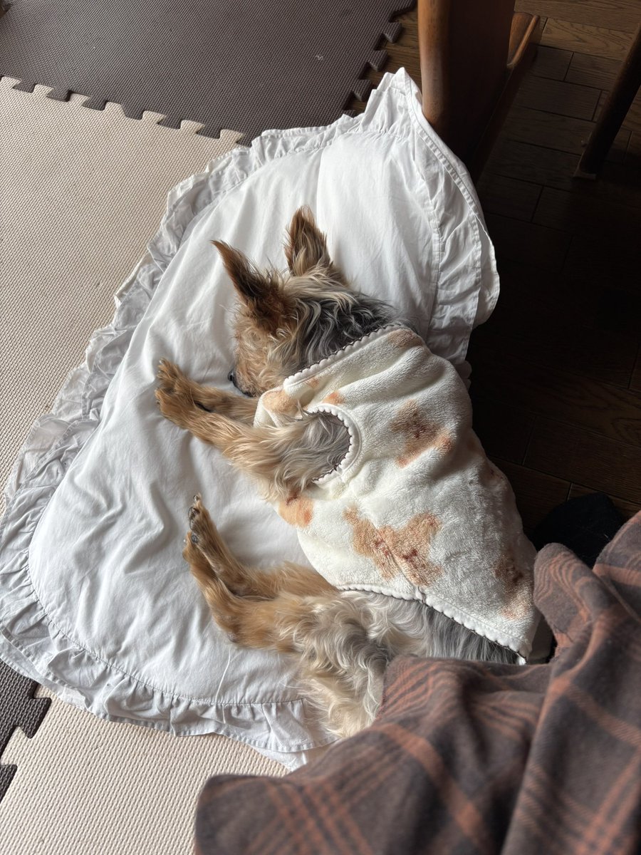 haato83's tweet photo. 【大袈裟に言えば人生初】考えたらこの20年一番ずっとそばにいたのは愛犬でした。我が子達でさえ、一人暮らししたり、家にいない期間もあったのに。毎日毎日食事の心配や室温、部屋の明るさ、24時間意識の中にあったのは愛犬カフェが初で、今後私の人生でこの記録を超えるものはないんだなぁ、って。 https://t.co/dHs0KSho0T