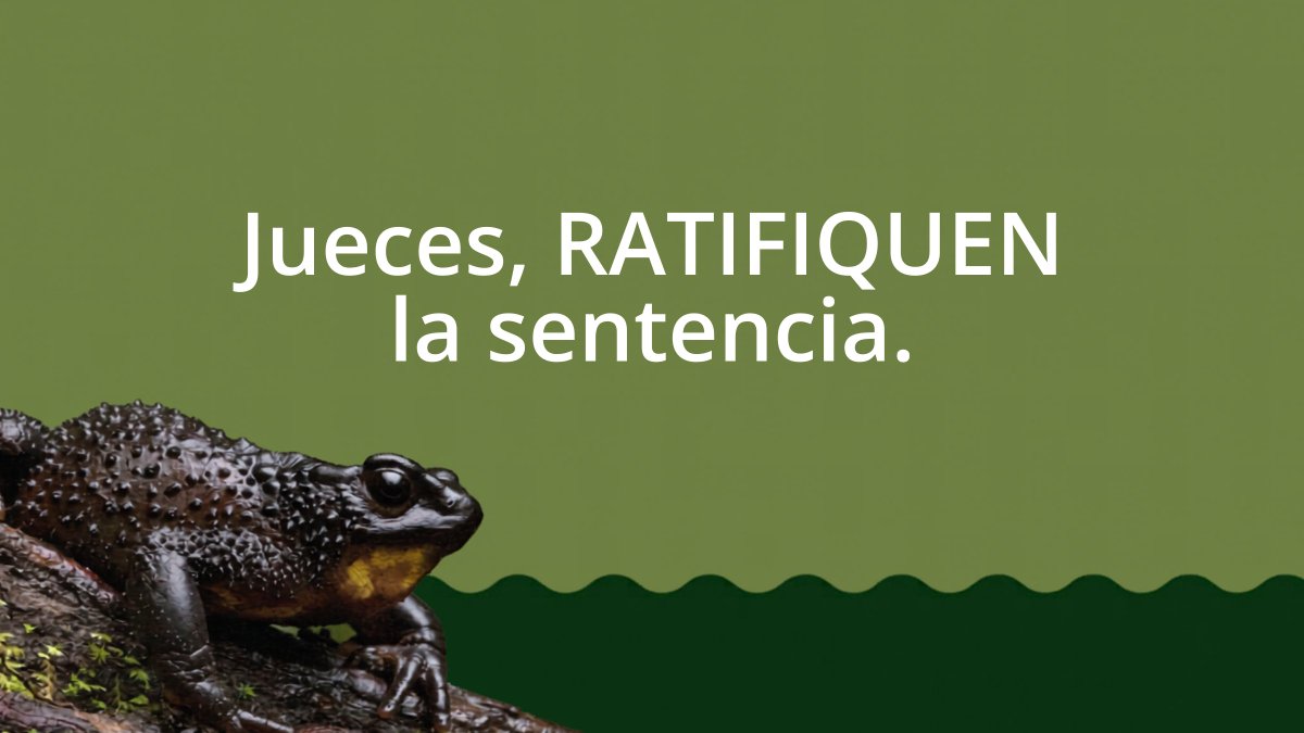 AlianzaJambato's tweet photo. Existe evidencia científica que confirma la vulneración de los derechos de la naturaleza, representados en el jambato. Pedimos a la Corte Provincial de Justicia de #Chimborazo que ratifique la sentencia. #SomosJambatos #SalvemosAlJambato
@CJudicaturaEc @DEFENSORIAEC https://t.co/dp0v3ULEGu