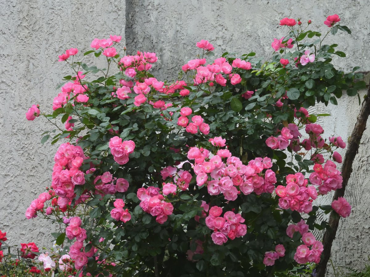 GarasunomoriWeb's tweet photo. 箱根ガラスの森美術館の庭園では、さまざまな種類のバラが開花しております。 https://t.co/IdyGx4I5TJ