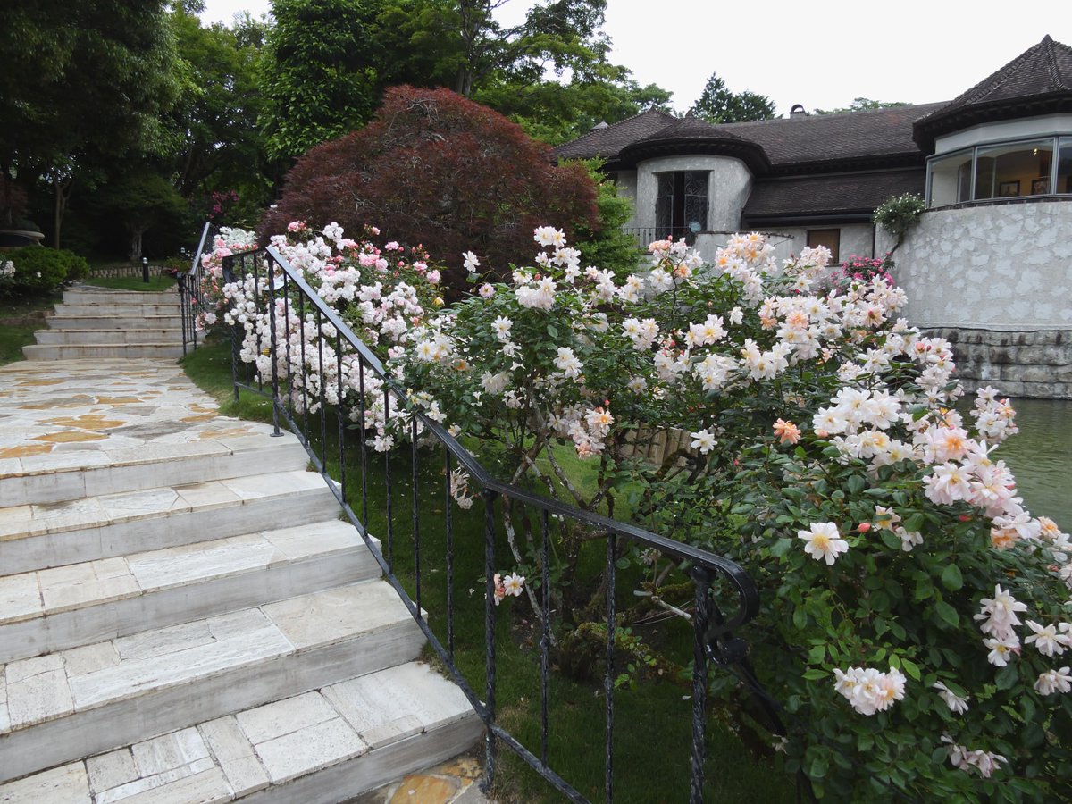 GarasunomoriWeb's tweet photo. 箱根ガラスの森美術館の庭園では、さまざまな種類のバラが開花しております。 https://t.co/IdyGx4I5TJ