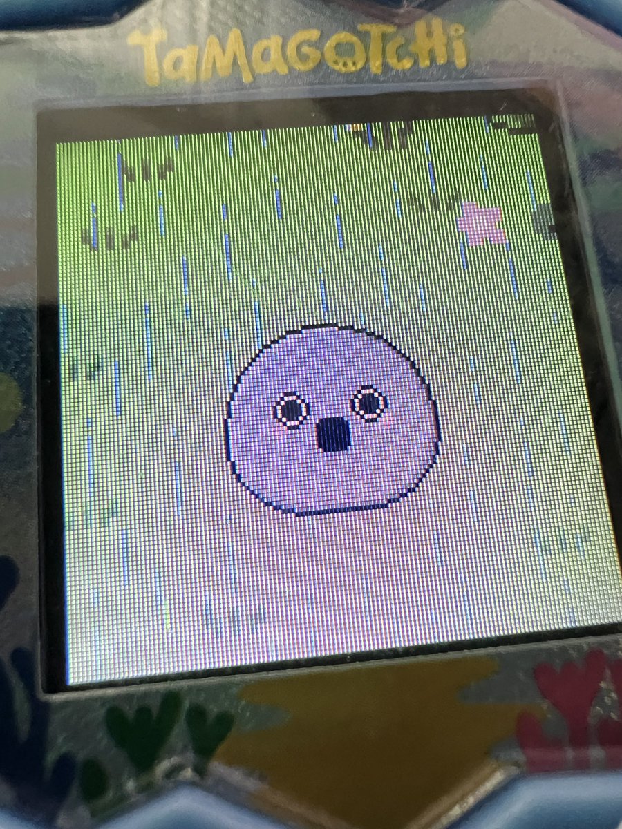 simakix's tweet photo. あー、ミスってでかべびまるっちになってしまった😂
ブリードできない！！
さよならまんまるおめめ😭 https://t.co/M8zlM6KIUv