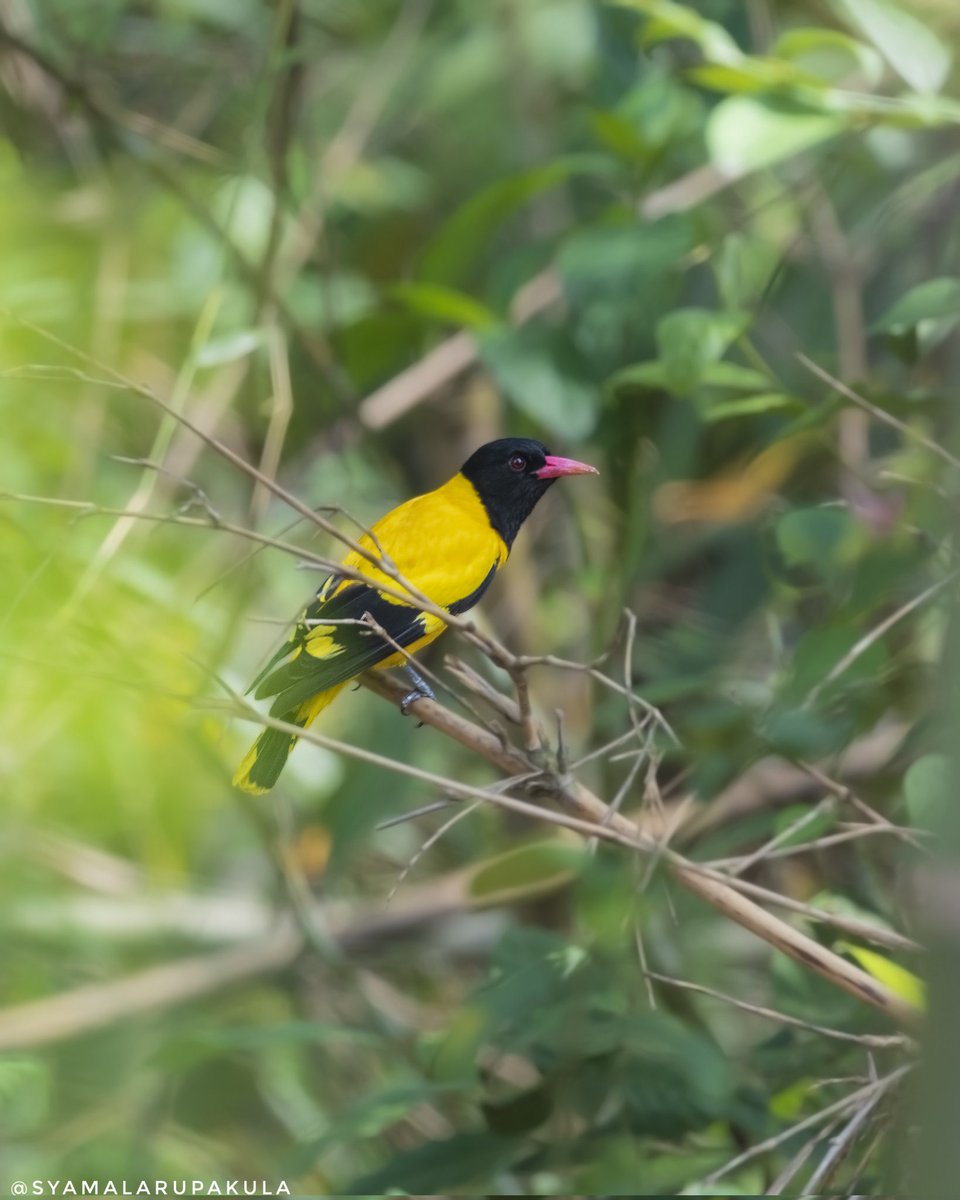 tenhyd's tweet photo. #indiaves #ThePhotoHour #BirdsOfTwitter #TwitterNatureCommunity #wildplanet #wildlife #BBCWildlifePOTD  #BirdsSeenIn2026 #NatureIn_Focus #birdtwitter #birds #natgeoindia Black-hooded Oriole https://t.co/p1RQei46I3