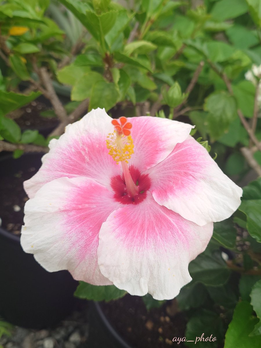 aya_taka_aya's tweet photo. お花も名前も可愛い

ストロベリーアイス🌺

頬を染めてるみたい🩷

 #お花のある暮らし
 #TLを花でいっぱいにしよう
 #伊良湖岬のハイビスカス🌺 https://t.co/giMktMcYzD