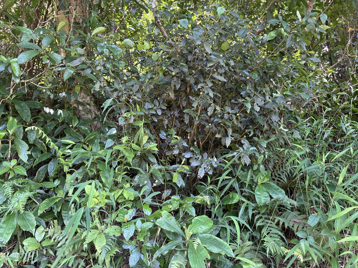 chatabi2010's tweet photo. 香港新界に茶畑はあるのか、というテーマである村を訪ねた。茶畑自体は最近ほんの少し茶樹を植えただけだったが、山中にはそこかしこに茶が点在している。住民の苗字は「鐘」だ？！村人の多くは広東省河源からやってきたらしい？？気持ちのいい風が吹き抜け、いい景色を眺めながら茶を飲むのはいい！ https://t.co/IrIgBpjFCd