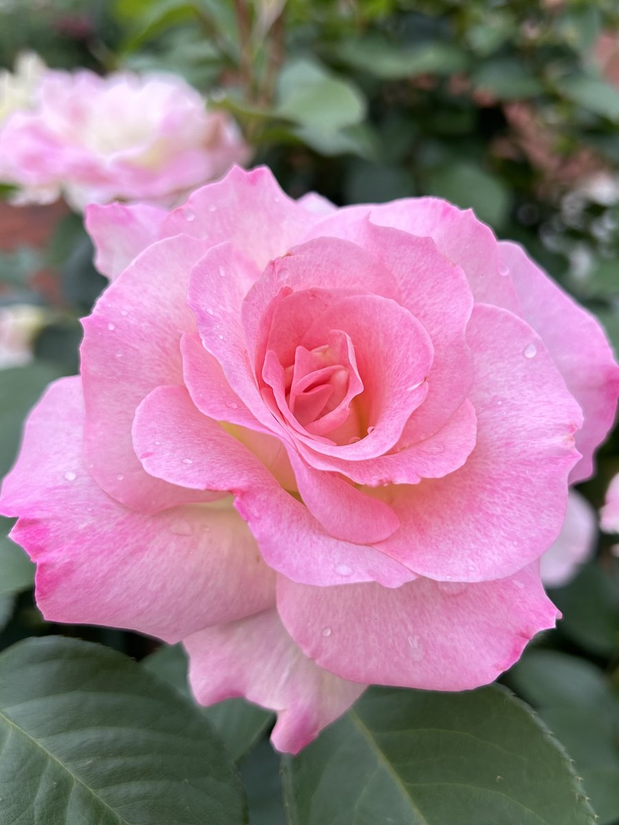 miyabinah0's tweet photo. おはようございます😊

2026年6月9日 火曜日✨

只今の気温は20℃

今朝の薔薇は
淡いピンクのマチルダです🌹

いつもありがとうございます☺️

毎日がスペシャル♪

素敵な１日を
お過ごしくださいませ🍀

#TLを花でいっぱいにしよう https://t.co/3nRHSIctqW