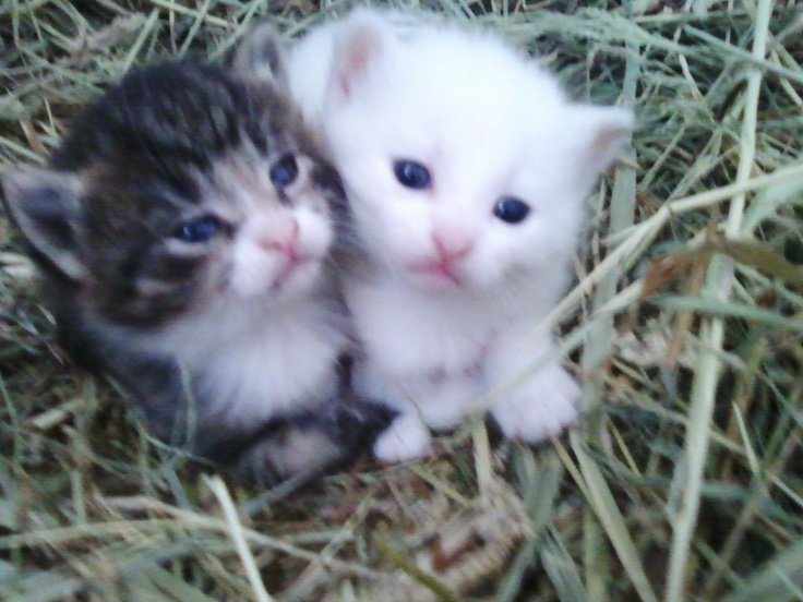 lustrecats's tweet photo. https://t.co/mzw4Oinkdf