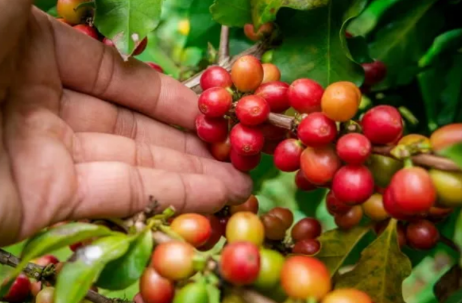 Limiteinforma's tweet photo. Entró en vigencia el Programa de Promoción de Cultivo y Comercialización de Café en la provincia de Misiones   https://t.co/WblwWq5gBm https://t.co/cMHGEJxjMT