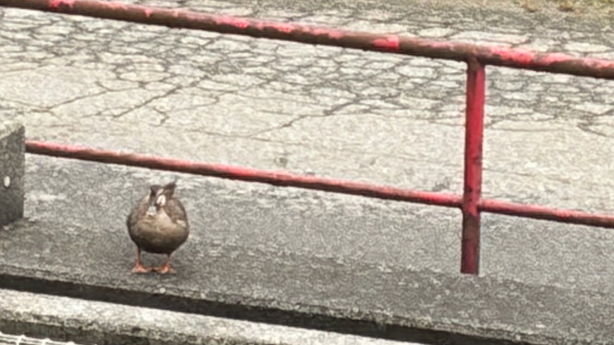 cota_base's tweet photo. おはようございます☔️
カモがこっちみてる…🦆
#新潟 #いまそら #空ネット
#空がある風景 #スマホ写真 https://t.co/iC0uHlG0FM