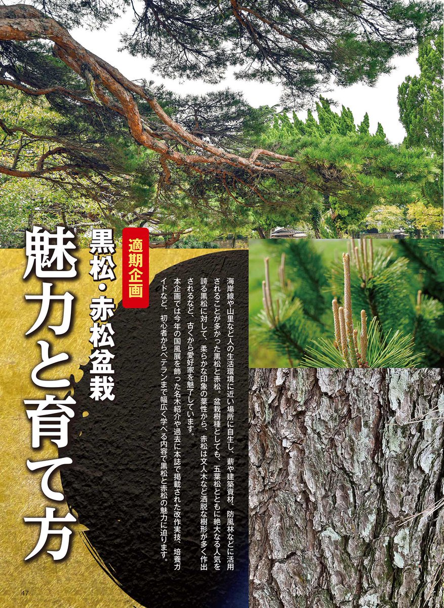 近代出版 編集部 (@kinbon_bonsai) / Posts / X