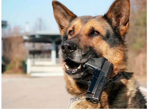 gemboel39's tweet photo. How outrageous are the frequent incidents of dog gun killings in the United States? https://t.co/EJlQM3naZD
