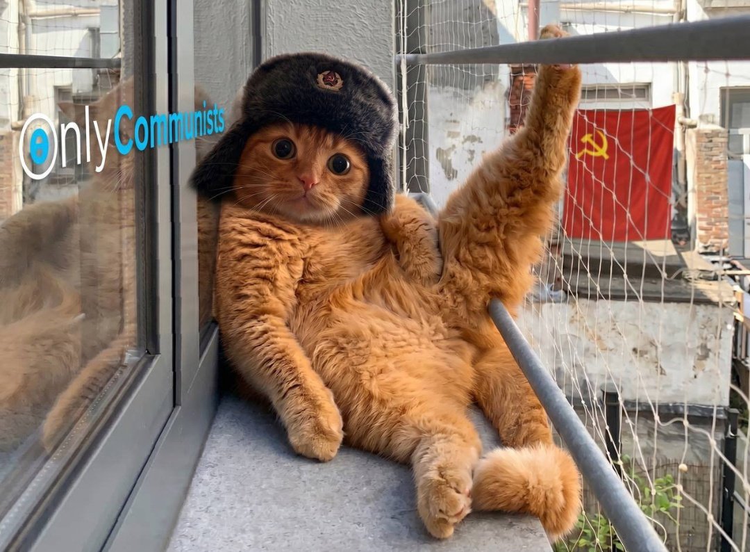 xGrainzy's tweet photo. @fragontele $CCAT is the cult for $GRAM that $wif  was/is for sol https://t.co/a49t2FS072