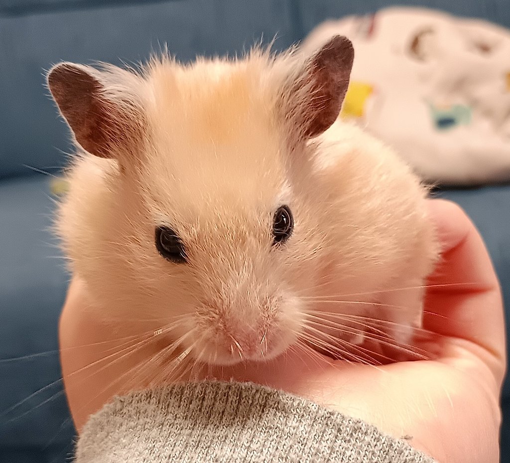 riyriy2402's tweet photo. @hiyori_aomi 逆に愛着湧いて良きです🐹✨✨

キンクマちゃんかな🤭🤭
我が家の初代ハムはキンクマちゃんです🐹💕 https://t.co/4ru8uQWcmX