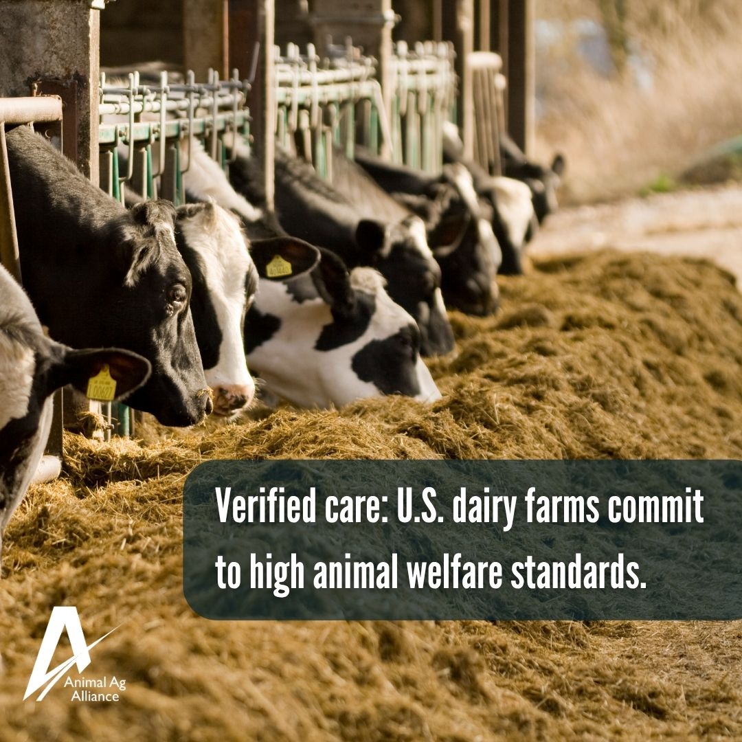 animalag's tweet photo. With 99% of U.S. milk produced under the FARM Animal Care program, dairy farmers follow science-based standards for welfare, nutrition, housing, and health. 

Regular evaluations and continuous improvement ensure dairy cows receive top-quality care. 🌍🐄 https://t.co/hHhXs4awgt https://t.co/SYSit8m0eu