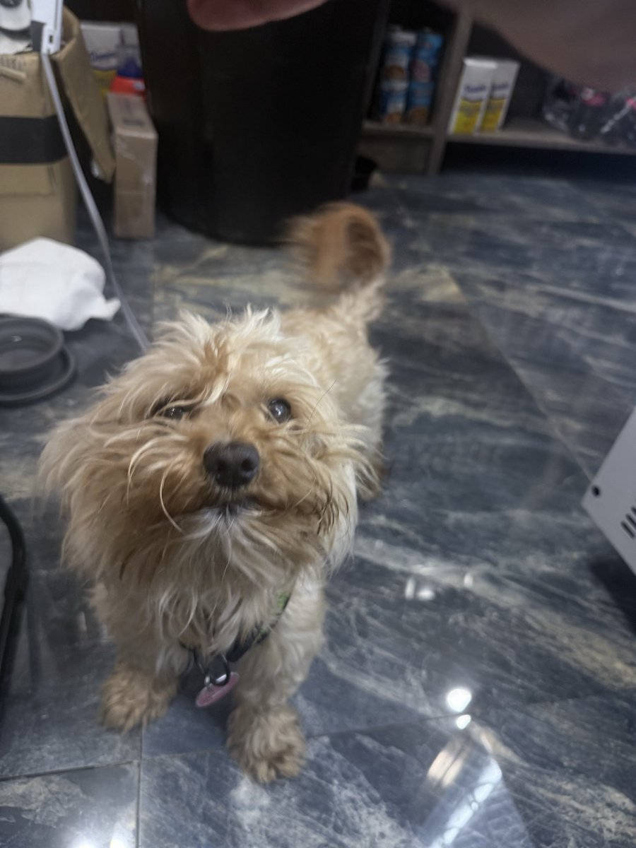 timepeacevisual's tweet photo. My furry Coworker 🐶 #wlw https://t.co/GnDYIQ98tC