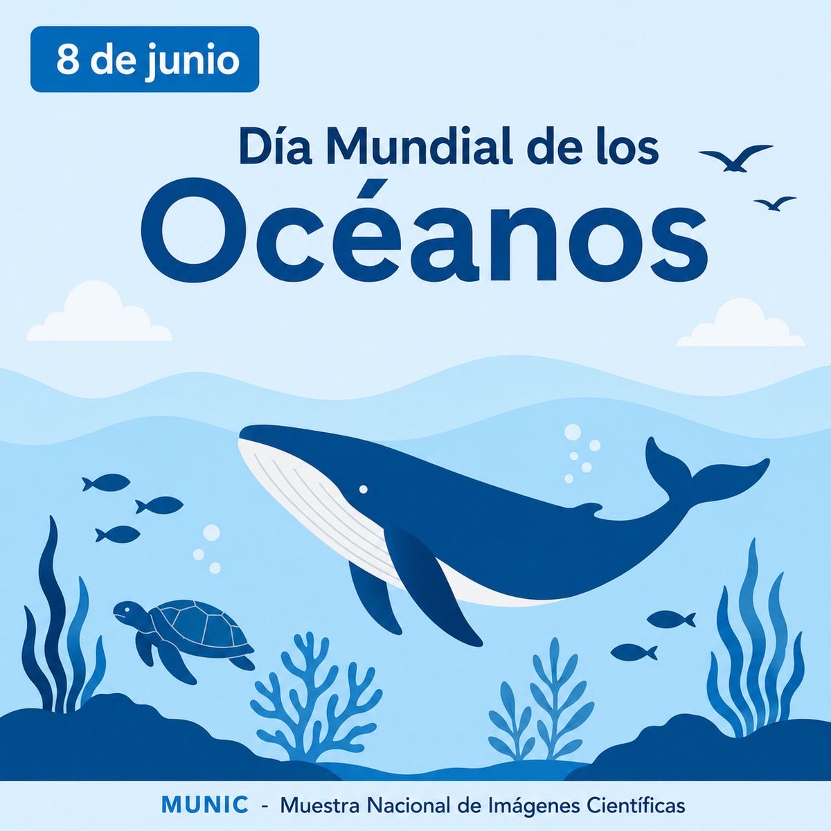MuestraMunic's tweet photo. 8 de junio — Día Mundial de los Océanos destaca su papel en la regulación del clima 🌊 y la generación de oxígeno. La investigación científica confirma que su cuidado es esencial para la biodiversidad y la vida en el planeta.

#MUNIContigo #océanos #DíaMundialdelosOcéanos https://t.co/g4iyRjdQxW
