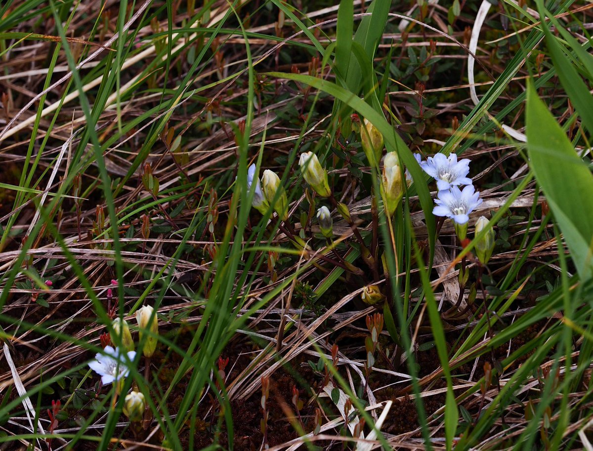 XguJo's tweet photo. タテヤマリンドウ
Gentiana thunbergii var. minor
この時期、サロベツ原野でタテヤマリンドウを見るのも楽しみのひとつです
北海道サロベツ原野　　2026.6.7

#NoWar
#戦争反対 https://t.co/VkwuibWvdd