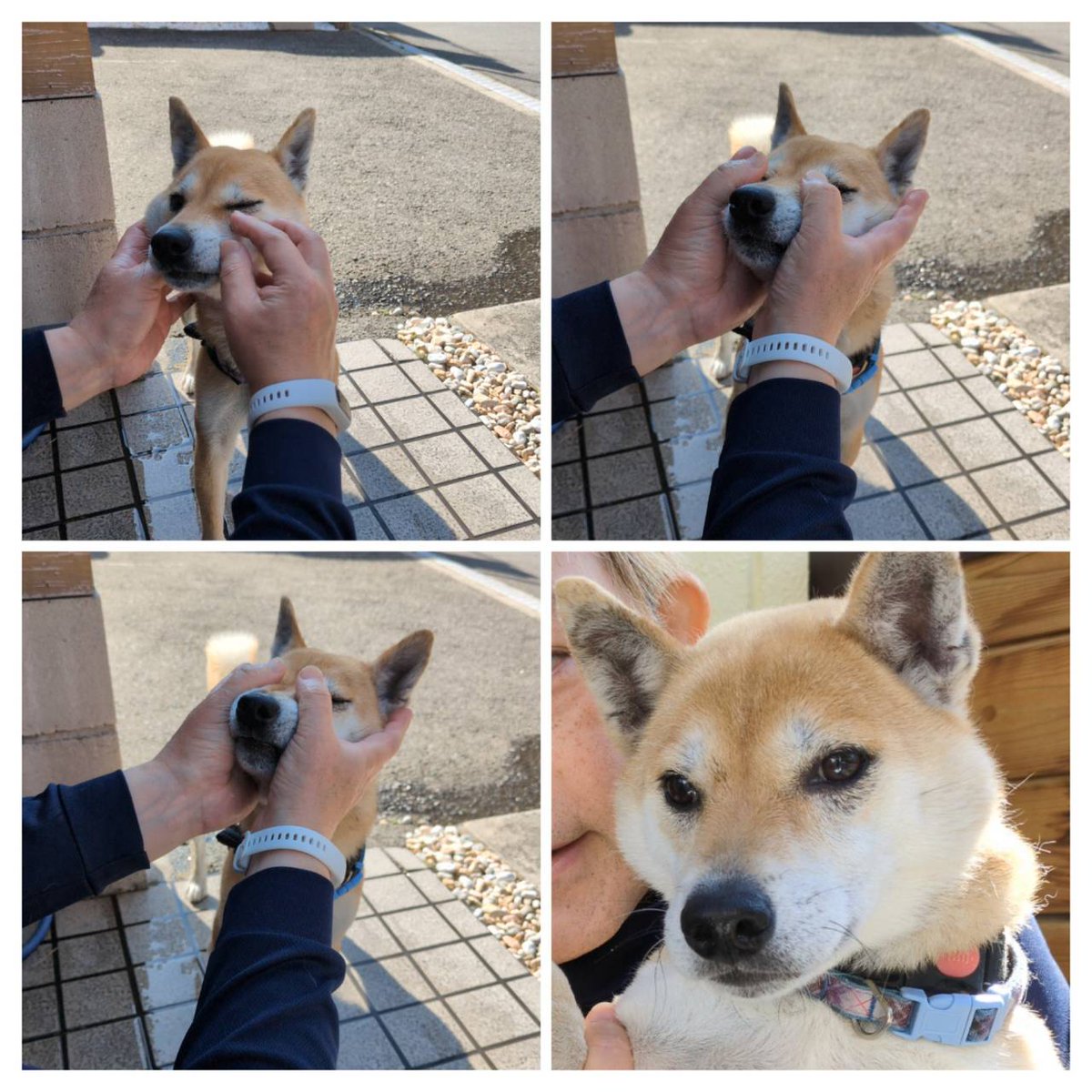 burger_gobble's tweet photo. 看板犬散歩後ルーティンなど。あし洗うて、目ヤ◯取ってフェイシャルマッサージしてキラーン✨どこ触っても全く嫌がらないええコなのです。本日も18時まで🍔
#shibainu #ハンバーガー #柴犬 #fiat500 #ライダーズカフェ https://t.co/kTD1yvpww2