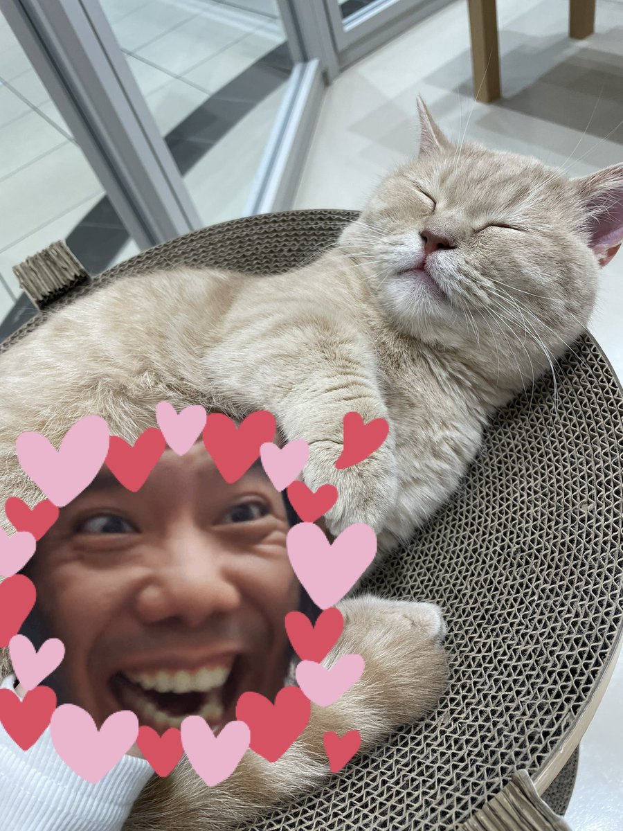 karukorian's tweet photo. ほんまに癒された無理手が短すぎる😭🐾💓 https://t.co/X4L1eHZlyx
