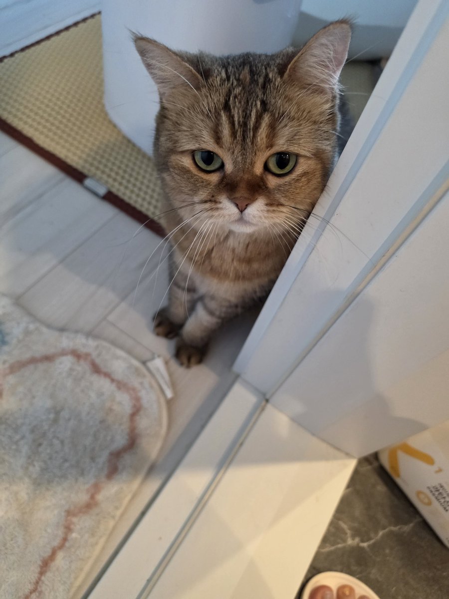 candy_candy_cat's tweet photo. 오늘 아침 
사이에 쏙 숨어잇다가 엄마 물고싶다고 찾아옴 https://t.co/NmXlXe1FU2