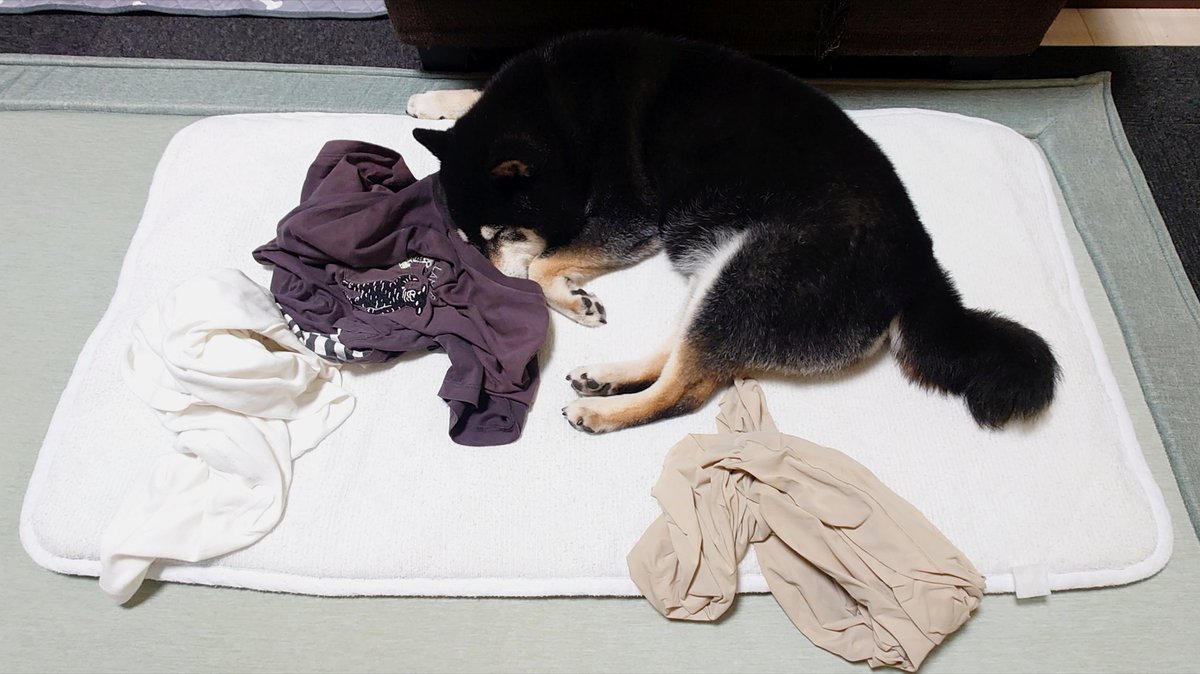 くーさんママ (@kukuri_shibainu) / Posts / X